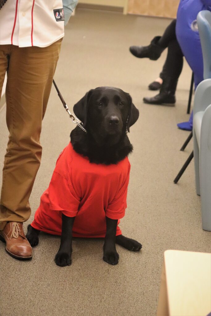 dog in red t-shirt