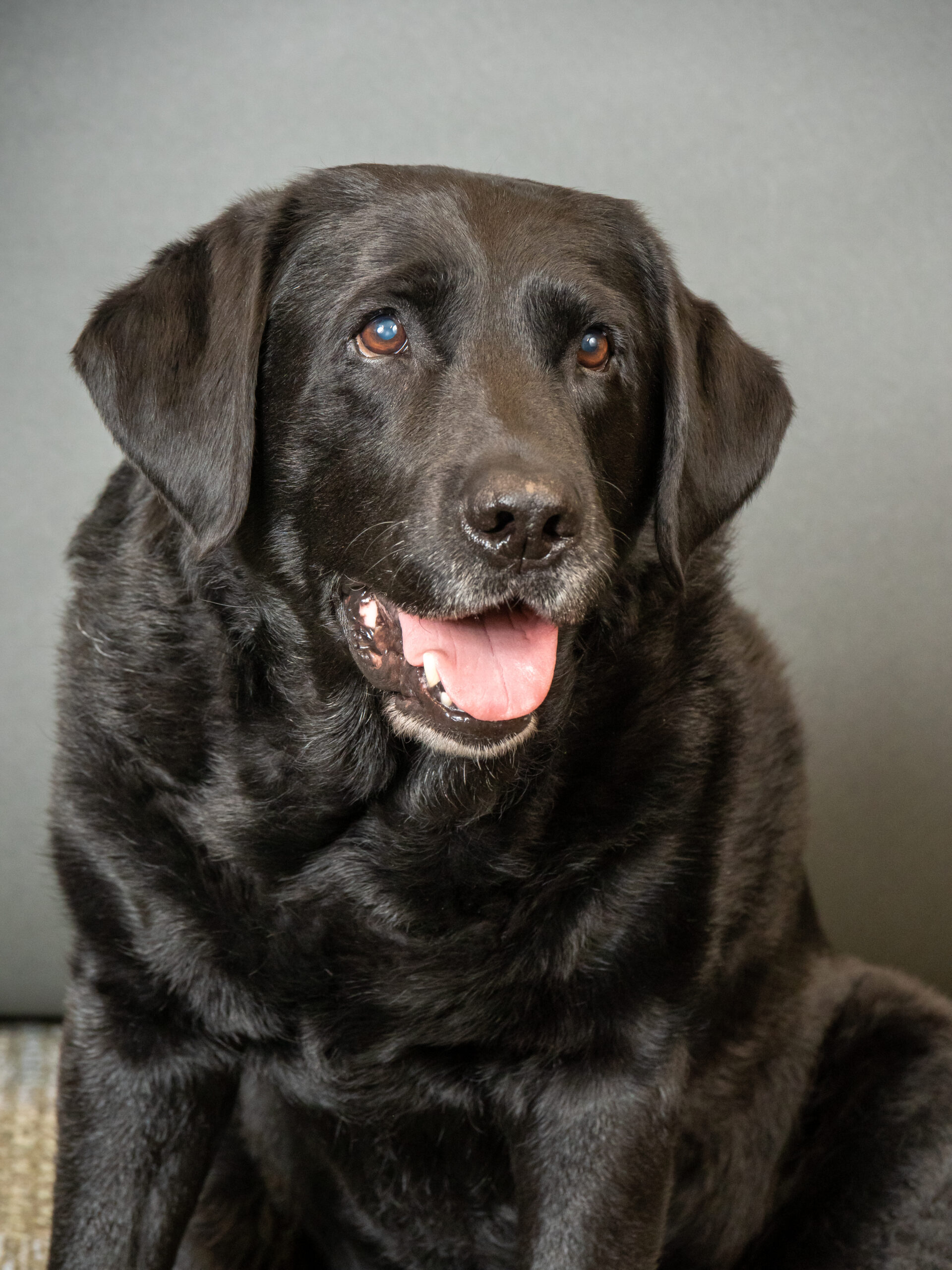 Headshot of a black Labrador named Rhett